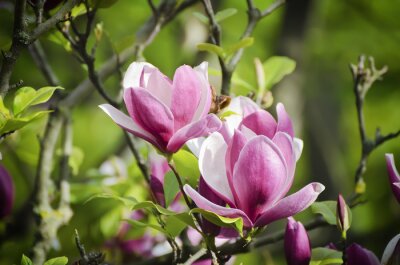 Fototapeta Kwiaty Magnolii