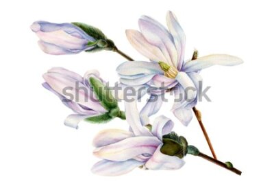Fototapeta Kwiaty magnolii malowane akwarelą