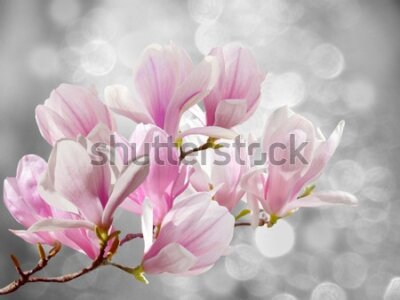 Fototapeta Kwiaty magnolii na abstrakcyjnym tle