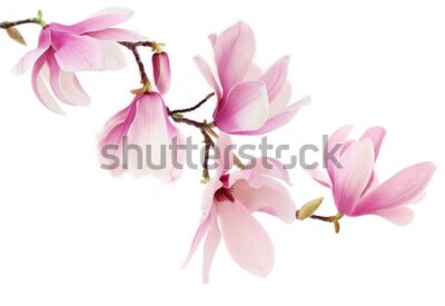 Fototapeta Kwiaty magnolii na białym tle