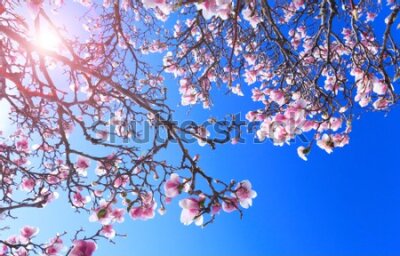 Fototapeta Kwiaty magnolii na tle nieba