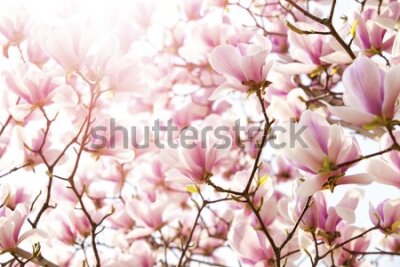 Fototapeta Kwiaty magnolii w słońcu