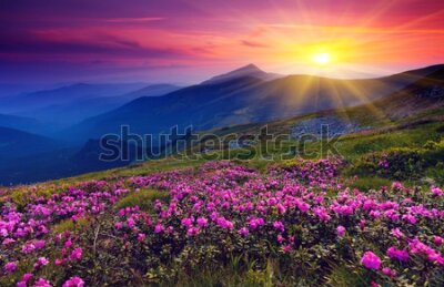 Fototapeta Kwiaty na górskiej polanie
