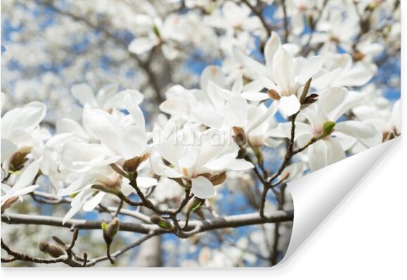 Fototapeta Kwitnąca biała magnolia