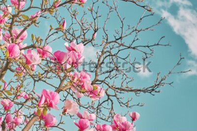 Fototapeta Kwitnące drzewo magnolii