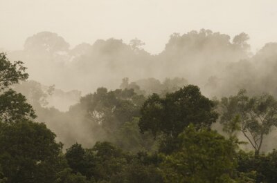 Fototapeta Las deszczowy we mgle