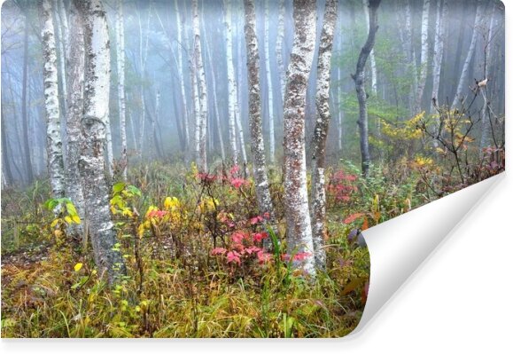 Fototapeta Las i kolorowa roślinność we mgle