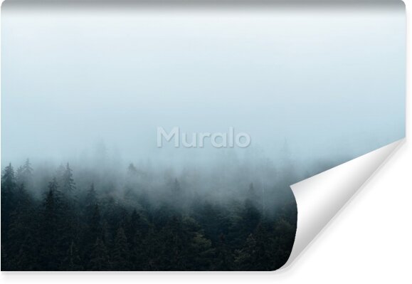 Fototapeta Las świerkowy w gęstej mgle