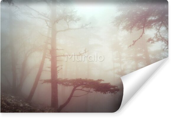 Fototapeta Las w gęstej mgle