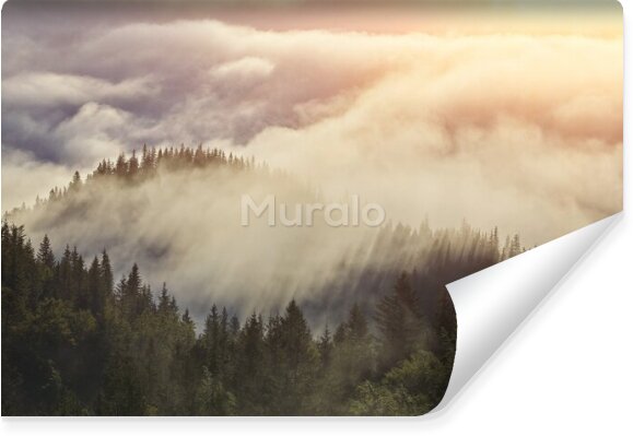Fototapeta Las we mgle o zachodzie słońca
