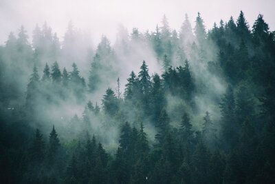 las we mgle pejzaż 3d