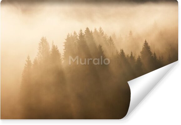 Fototapeta Las we mgle w słońcu