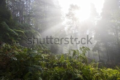 Fototapeta Las z paprocią we mgle