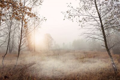 Fototapeta Leśna polana we mgle