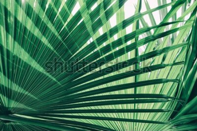 Fototapeta Liście palmowe w słońcu