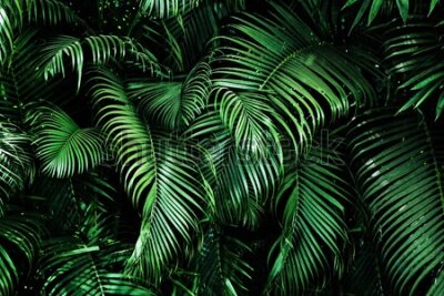 Fototapeta Liście palmowe z tropików