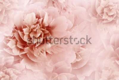 Fototapeta Malownicze kwiaty piwonii