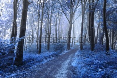 Fototapeta Malowniczy niebieski las