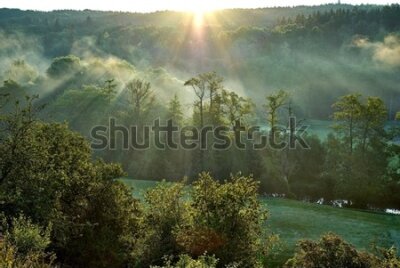 Fototapeta Mglisty las o wschodzie słońca