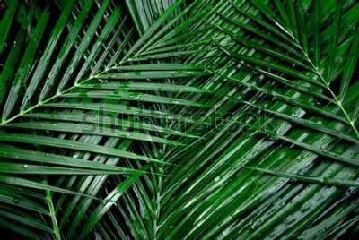 Fototapeta Mokre liście palmowe