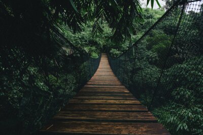 Fototapeta Most w lesie drzewa 3d