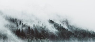 Fototapeta Nastrojowy widok lasu we mgle