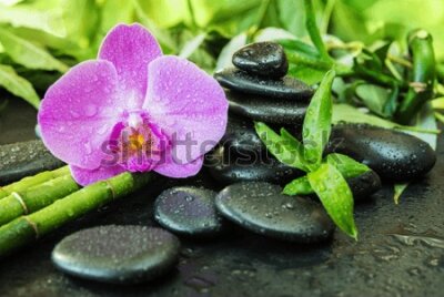 Fototapeta Orchidea kamienie i zieleń