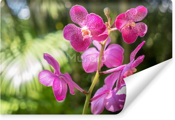 Fototapeta Orchidea w tropikach