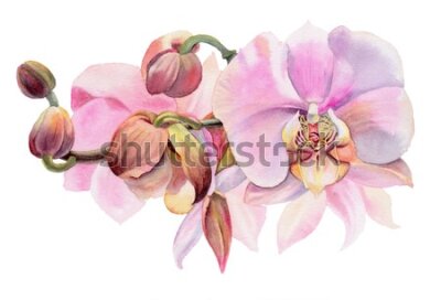 Fototapeta Orchidee malowane akwarelą