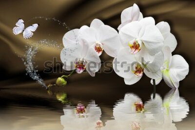 Fototapeta Orchidee motyl i woda