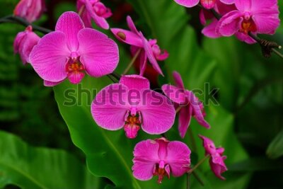 Fototapeta Orchidee w ogrodzie tropikalnym