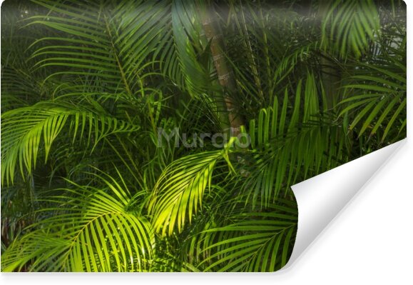 Fototapeta Palmowe liście z bliska