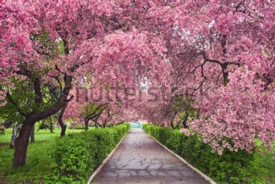 Fototapeta Park z Alejką Pełną Kwitnących Drzew