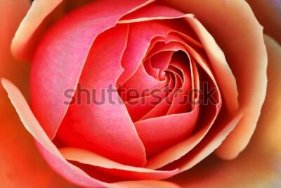Fototapeta Piękna Kolorowa Róża