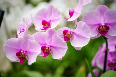 Fototapeta Piękne kwiaty orchidei 3D