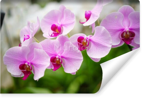 Fototapeta Piękne kwiaty orchidei 3D