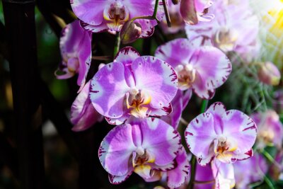 Fototapeta Piękne orchidee z bliska