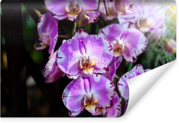 Fototapeta Piękne orchidee z bliska
