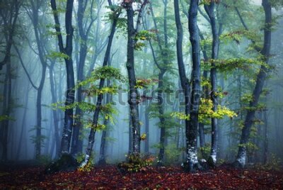 Fototapeta Piękny las jesienią