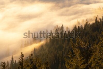 Fototapeta Piękny las we mgle