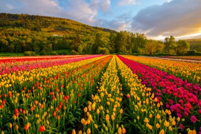 Fototapeta Pole Kolorowych Tulipanów