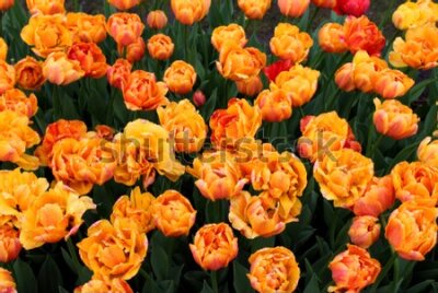 Fototapeta Pole pomarańczowych tulipanów