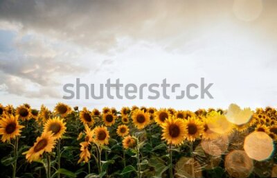 Fototapeta Pole Żółtych Słoneczników