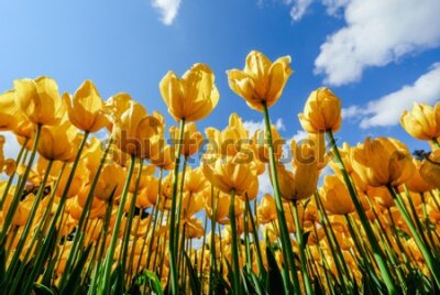 Fototapeta Pole Żółtych Tulipanów