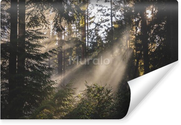 Fototapeta Promienie słońca w mglistym lesie