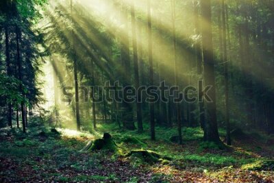 Fototapeta Promienie słońca w zielonym lesie