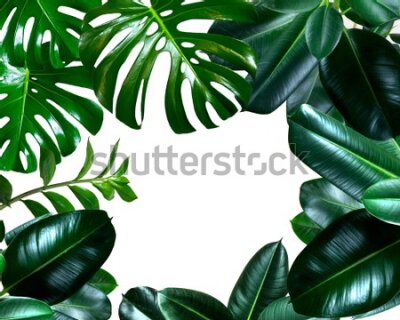 Fototapeta Rama z roślin tropikalnych