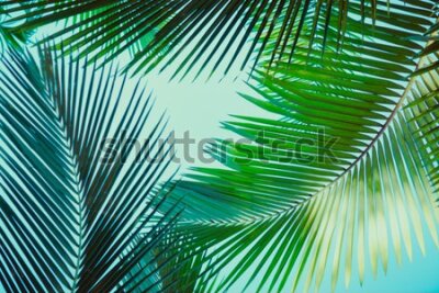 Fototapeta Rośliny i tropikalne palmy