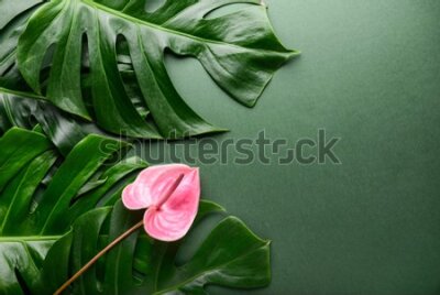 Fototapeta Rośliny tropikalne i różowy kwiat