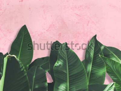 Fototapeta Rośliny tropikalne na różowym tle